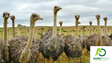 Understanding The Ostrich Industry In Zimbabwe and South Africa 2023 Guide 2023