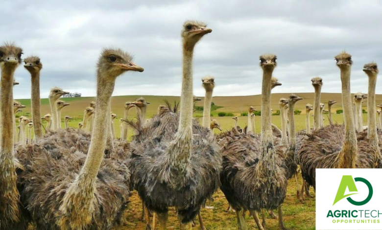 Understanding The Ostrich Industry In Zimbabwe and South Africa 2023 Guide 2023