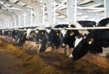 Factors Influencing Fertility In Dairy Cattle 2023