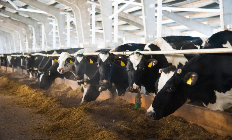 Factors Influencing Fertility In Dairy Cattle 2023