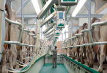 The Newest Systems Of Milking Dairy Cows | 5 Types Of Milking Parlors 2023