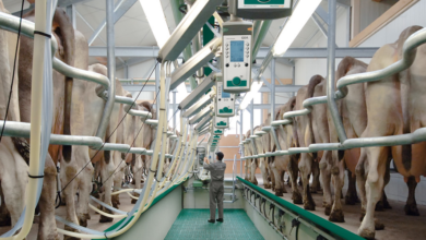 The Newest Systems Of Milking Dairy Cows | 5 Types Of Milking Parlors 2023