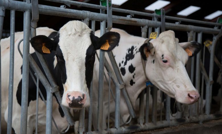 How To Control And Manage The Top 5 Most Prevalent Diseases In Dairy Production 2023