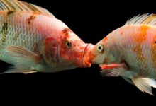Understanding Fish Reproduction And Spawing Process 2023