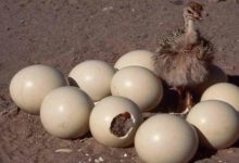 An Update On Proper Ostrich Chick Rearing 2023