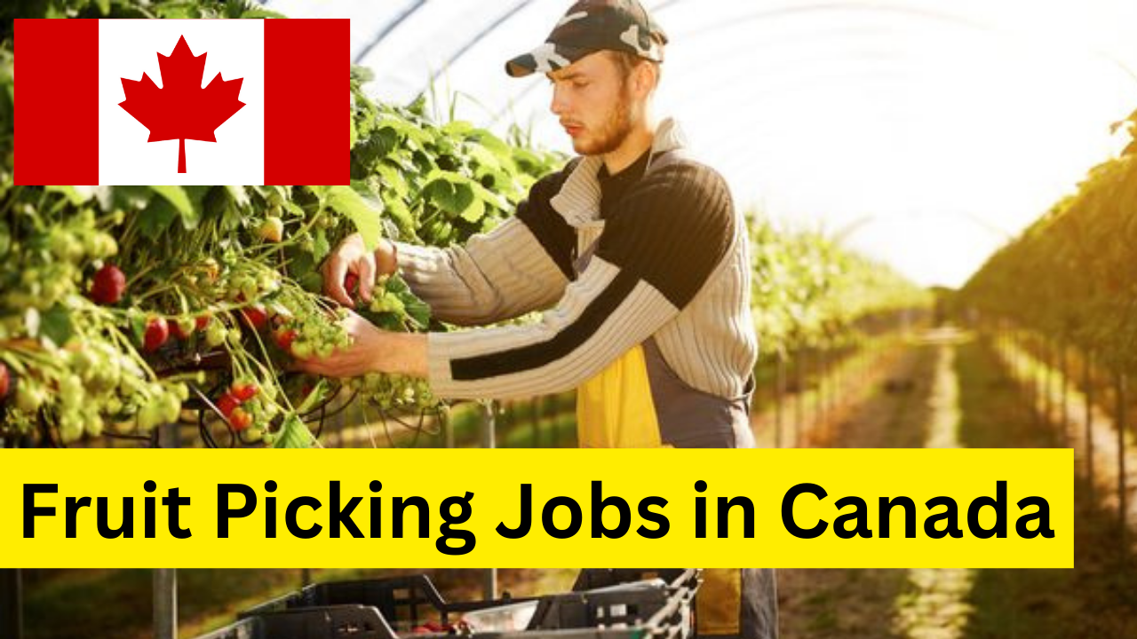 Fruit Picking Employment In Canada In March 2024 14 Per Hour for