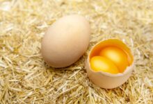 Cracking Profits: Mastering Profitable Poultry Farming For Layers With Jumbo Eggs And Double Yolks