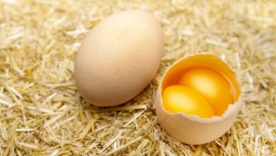 Cracking Profits: Mastering Profitable Poultry Farming For Layers With Jumbo Eggs And Double Yolks