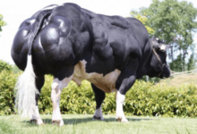 The Belgian Blue Bull: A Powerhouse Of Beef Farming 2024 Guide