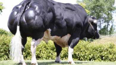 The Belgian Blue Bull: A Powerhouse Of Beef Farming 2024 Guide