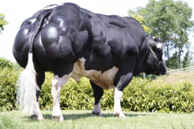 The Belgian Blue Bull: A Powerhouse Of Beef Farming 2024 Guide